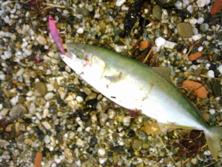 ジャイアントドックX